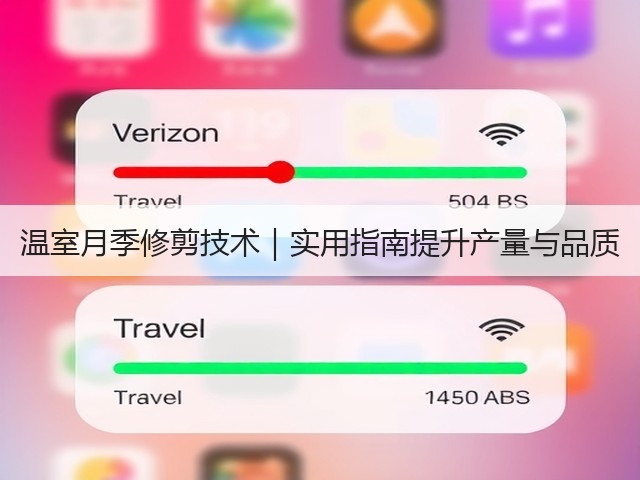温室月季修剪技术|实用指南提升产量与品质 温室月季修剪技术|实用指南提升产量与品质