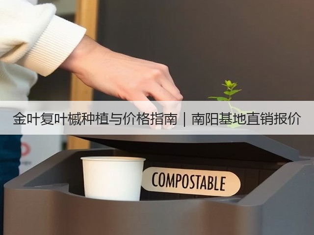 金叶复叶槭种植与价格指南|南阳基地直销报价 金叶复叶槭种植与价格指南|南阳基地直销报价