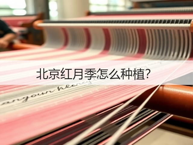 北京红月季怎么种植? 北京红月季怎么种植?