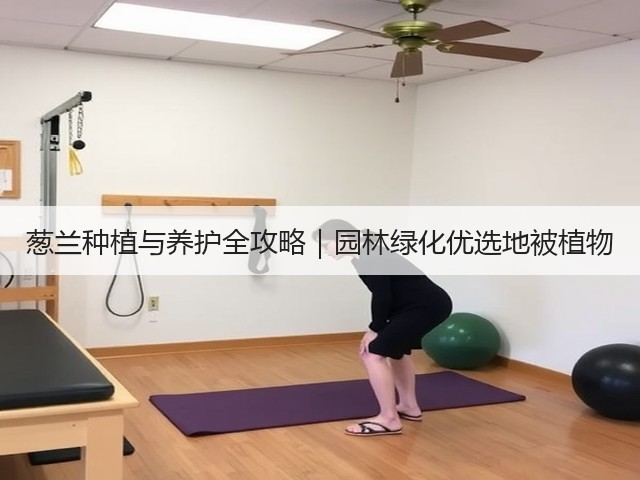 葱兰种植与养护全攻略｜园林绿化优选地被植物