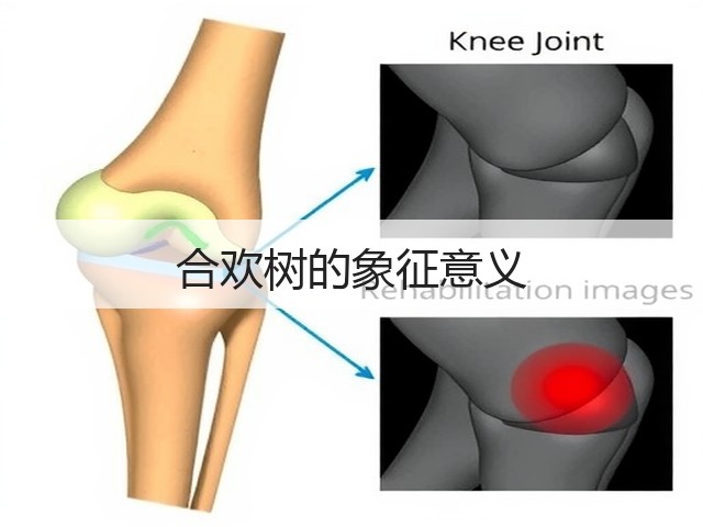 合欢树的象征意义 合欢树的象征意义