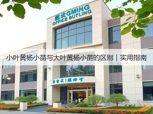 小叶黄杨小苗与大叶黄杨小苗的区别|实用指南 小叶黄杨小苗与大叶黄杨小苗的区别|实用指南
