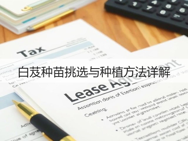 白芨种苗挑选与种植方法详解 白芨种苗挑选与种植方法详解