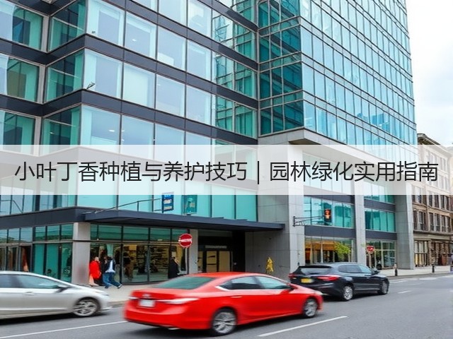 小叶丁香种植与养护技巧｜园林绿化实用指南