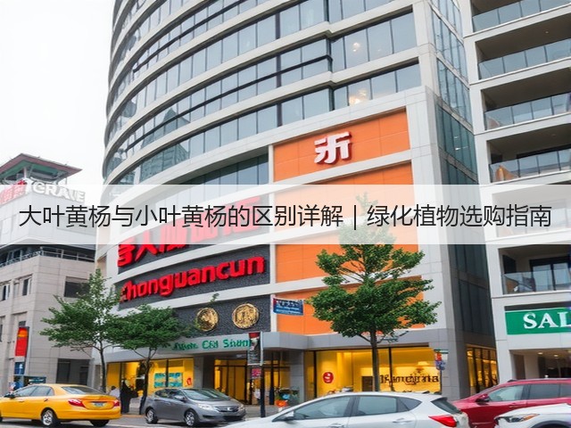 大叶黄杨与小叶黄杨的区别详解｜绿化植物选购指南