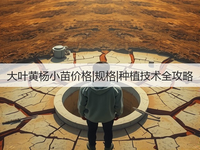 大叶黄杨小苗价格|规格|种植技术全攻略 大叶黄杨小苗价格|规格|种植技术全攻略