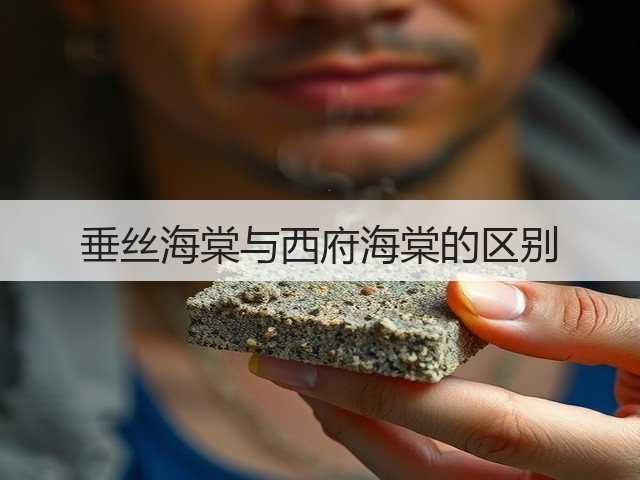 垂丝海棠与西府海棠的区别 垂丝海棠与西府海棠的区别