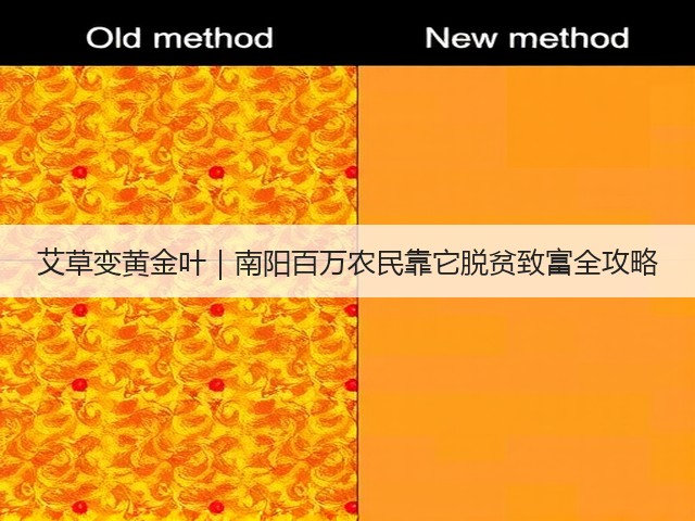 艾草变黄金叶|南阳百万农民靠它脱贫致富全攻略 艾草变黄金叶|南阳百万农民靠它脱贫致富全攻略